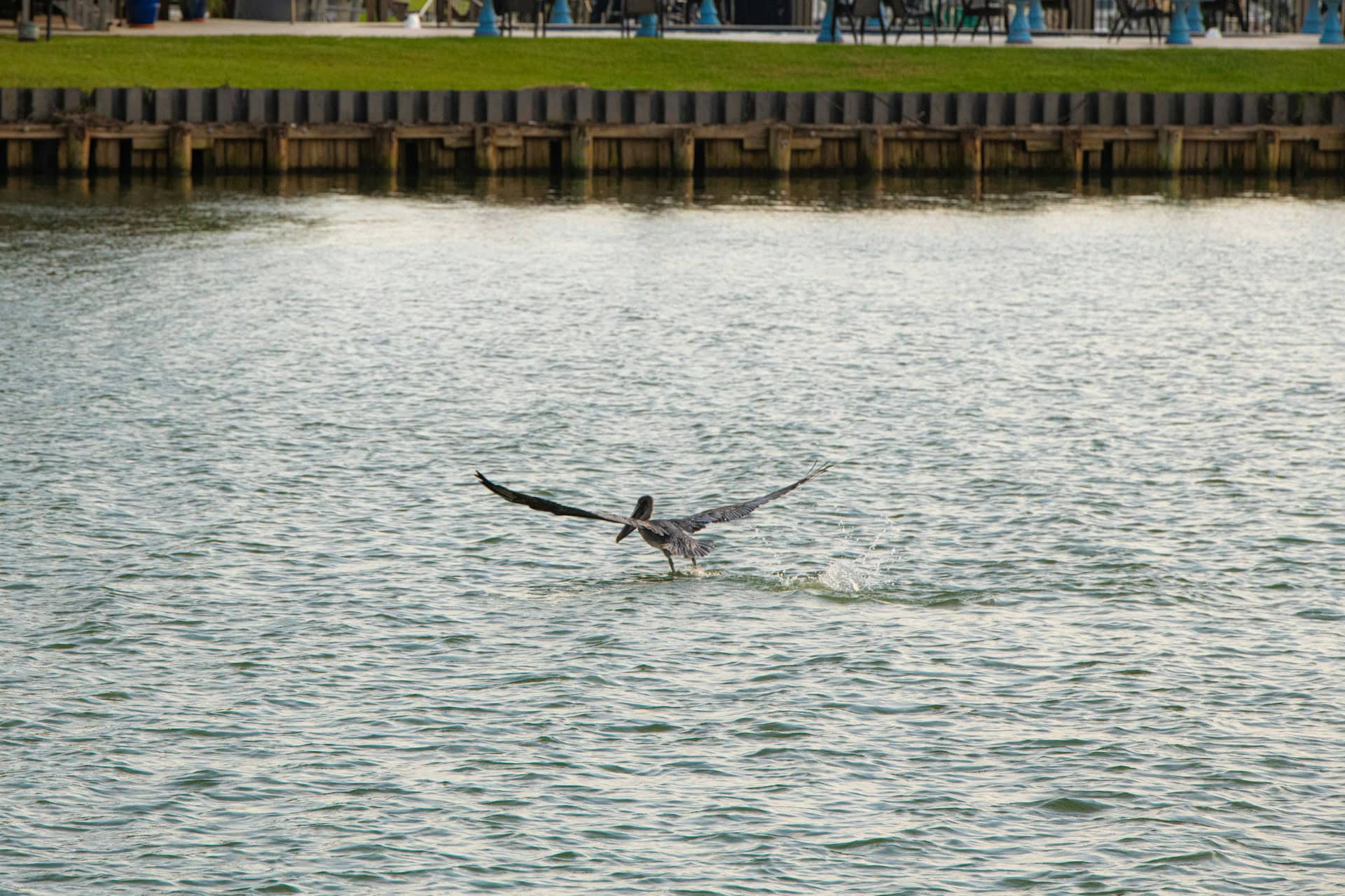 Brown pelican skimming the water at Galveston Harbor, a common sight for dolphin tours and cruise passengers exploring the Texas Gulf Coast
