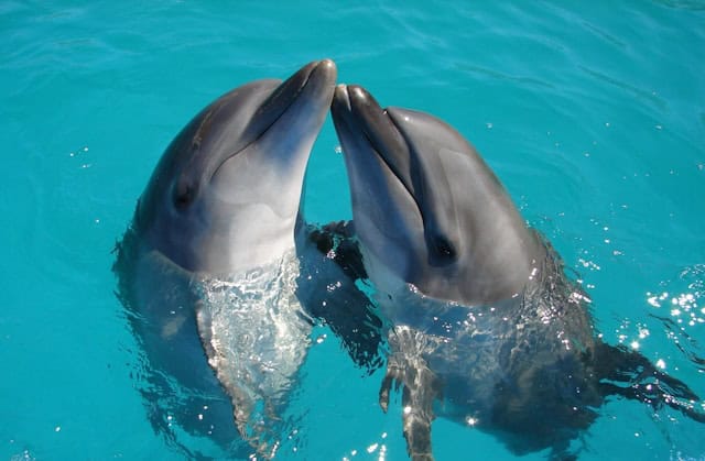 Two dolphins swimming in turquoise water_Galveston Cruise Destinations