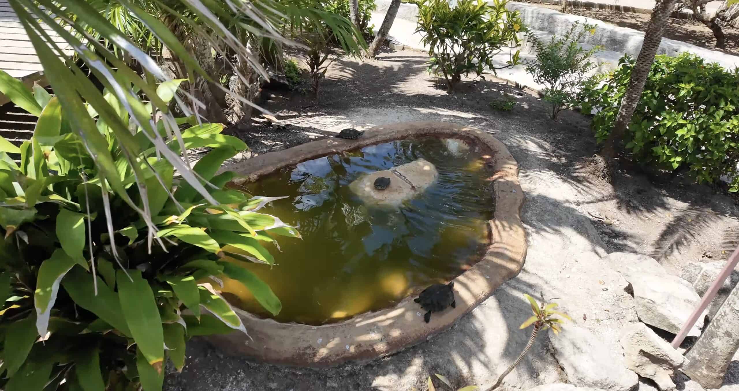 Turtles at Puerta Maya Cruise Port Cozumel_Galveston Cruise Destinations