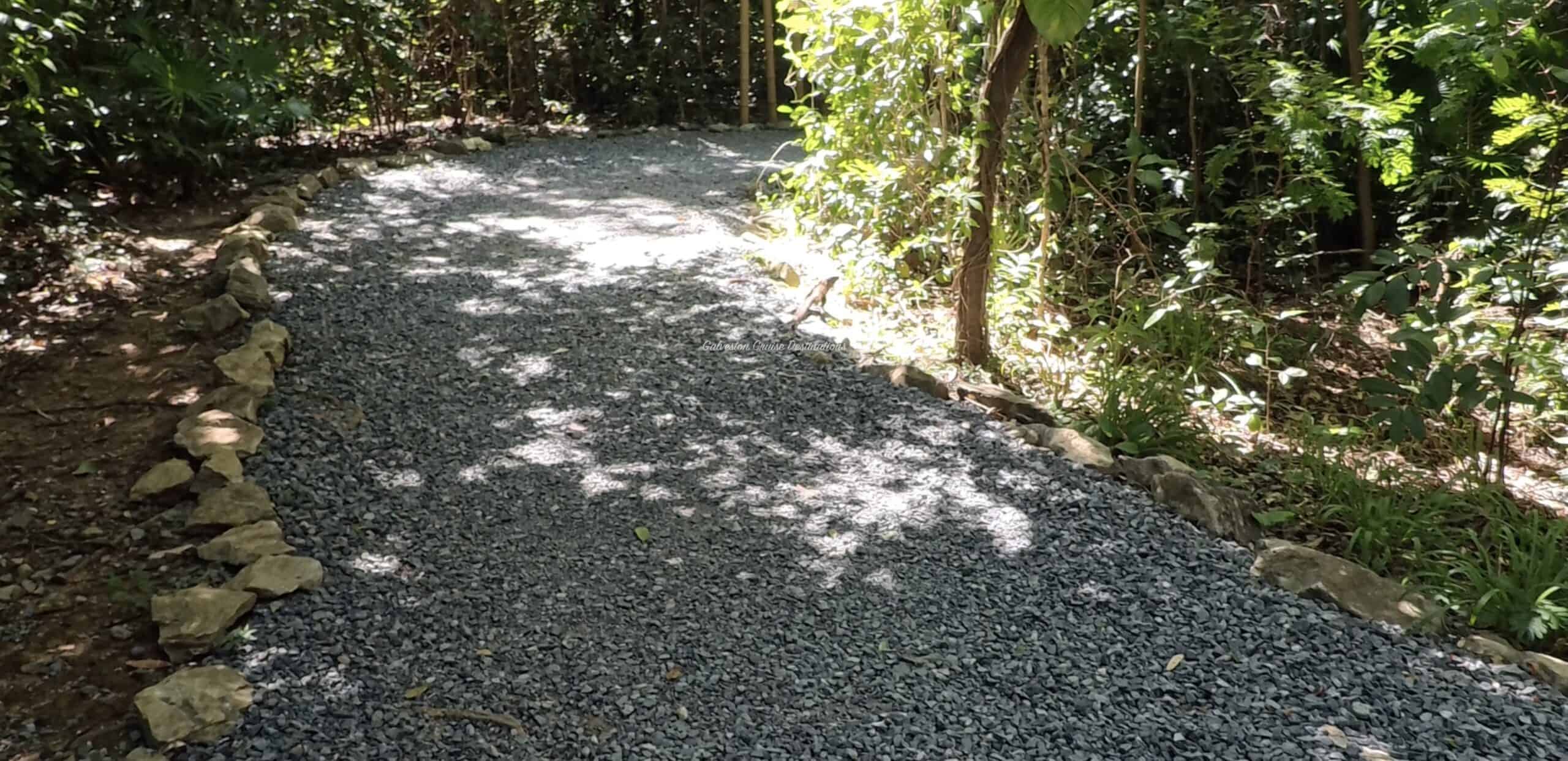 Iguana Nature Trail Isla Tropicale Mahogany Bay Roatan Honduras Galveston Cruise Destinations