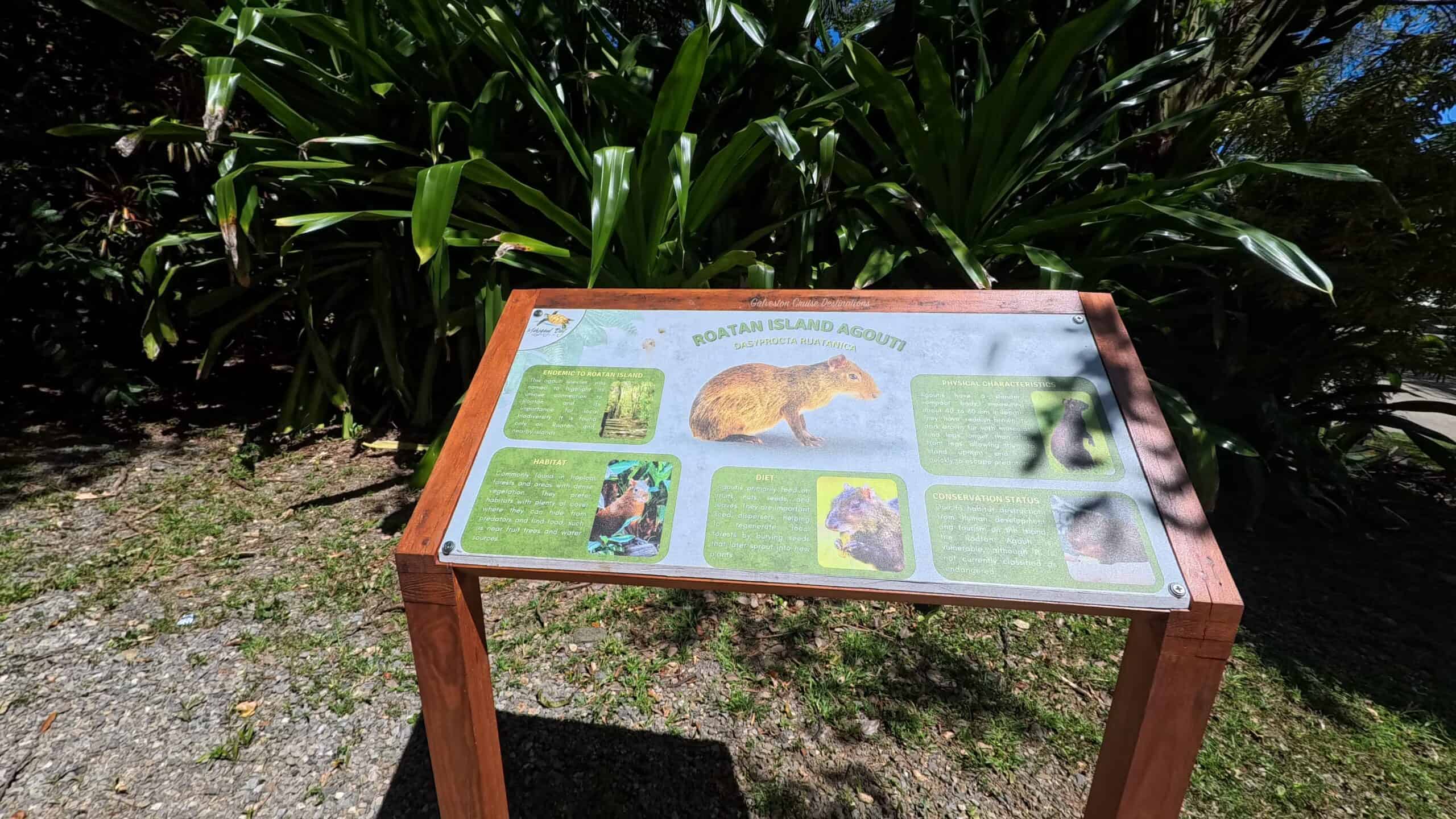 Isla Tropicale Mahogany Bay Roatán Island Agouti Galveston Cruise Destinations