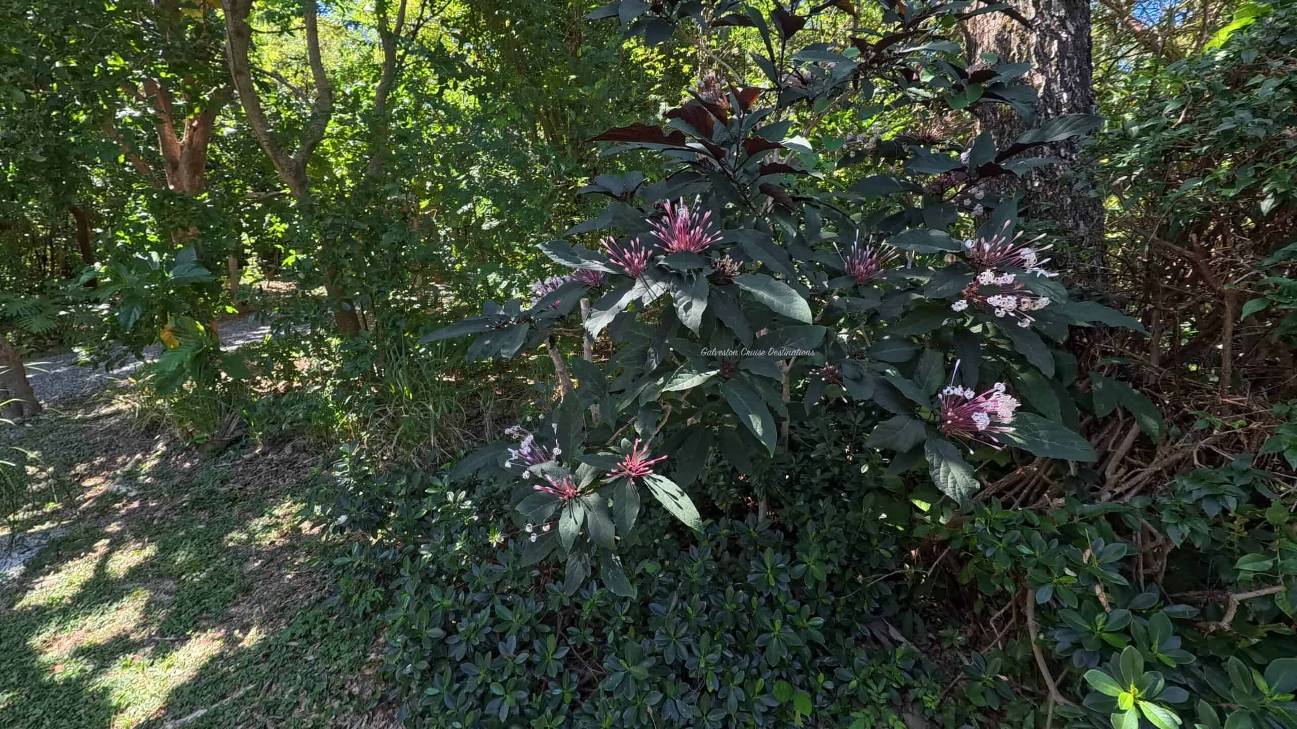 Isla Tropicale Mahogany Bay Tropical Flowers Roatan Honduras Galveston Cruise Destinations